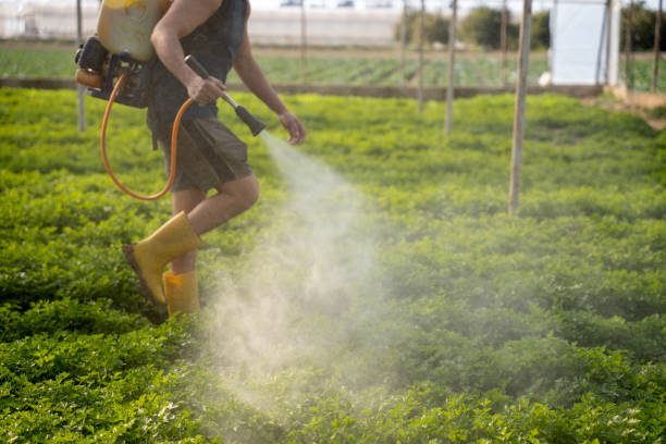 Best Ant Control Services  in Wailea, HI