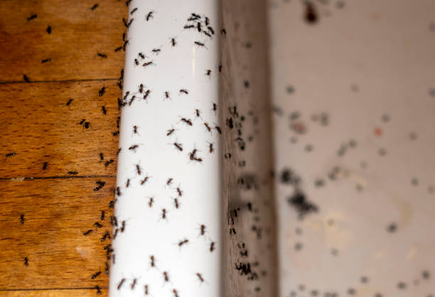 Trusted Wailea, HI Pest Control Experts
